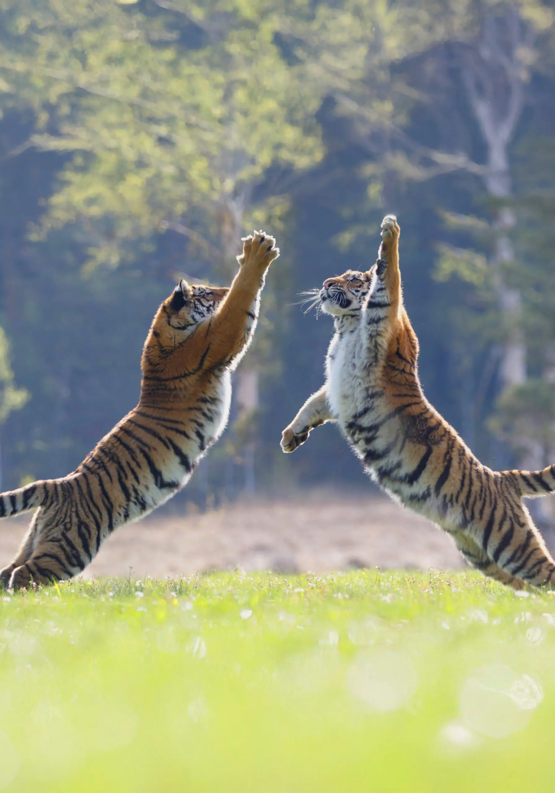 two tigers playing